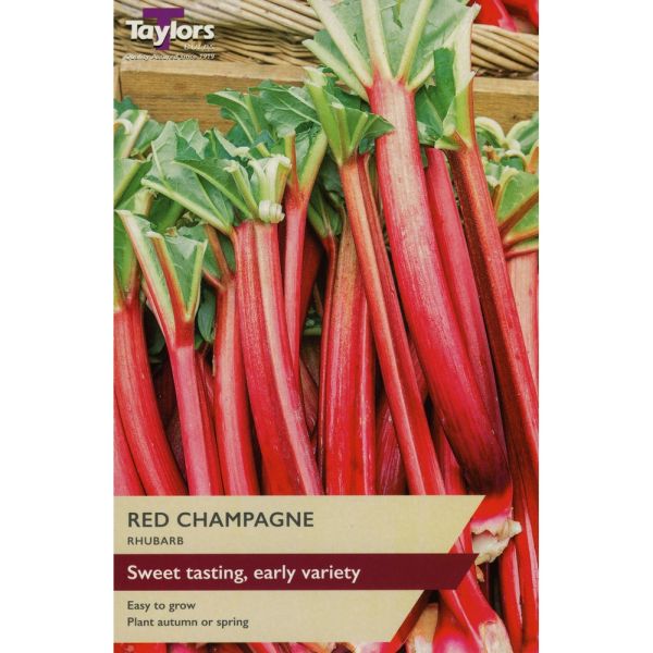 Rhubarb Red Champagne - Pack of 1